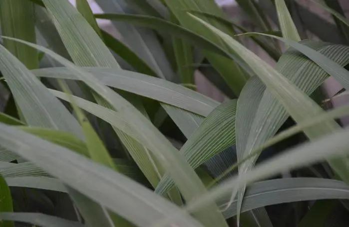 放牧强度对百喜草变草响应的影响