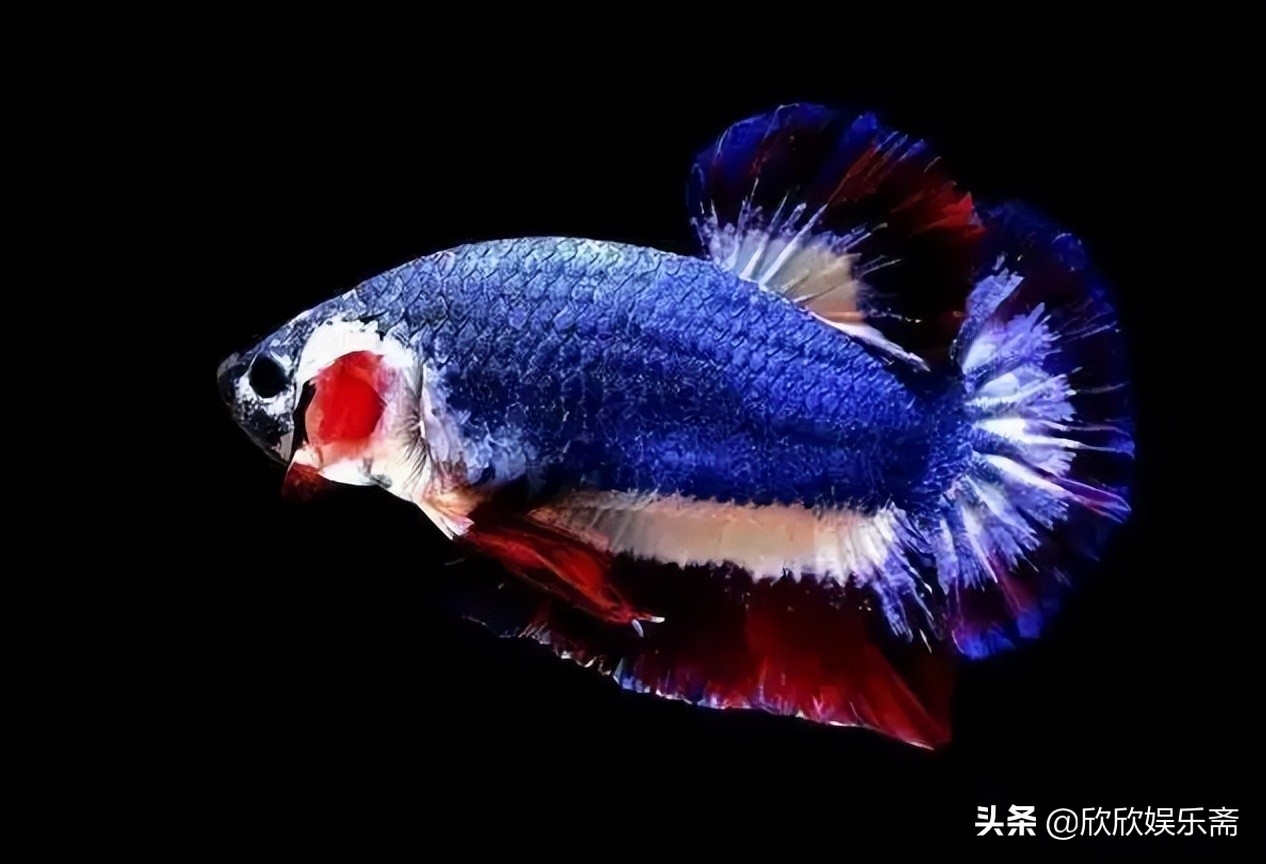 鱼缸硝化过滤细菌多久需要换,鱼缸加入硝化细菌要一直开过滤吗