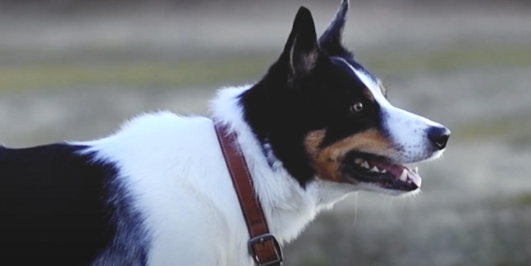 狗狗鼻子变干怎么办,狗狗鼻子湿润脱皮什么原因