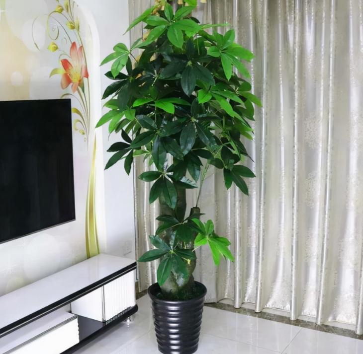 “客厅养树，十有九富”！老祖宗留下的“规矩”，说的太有道理了