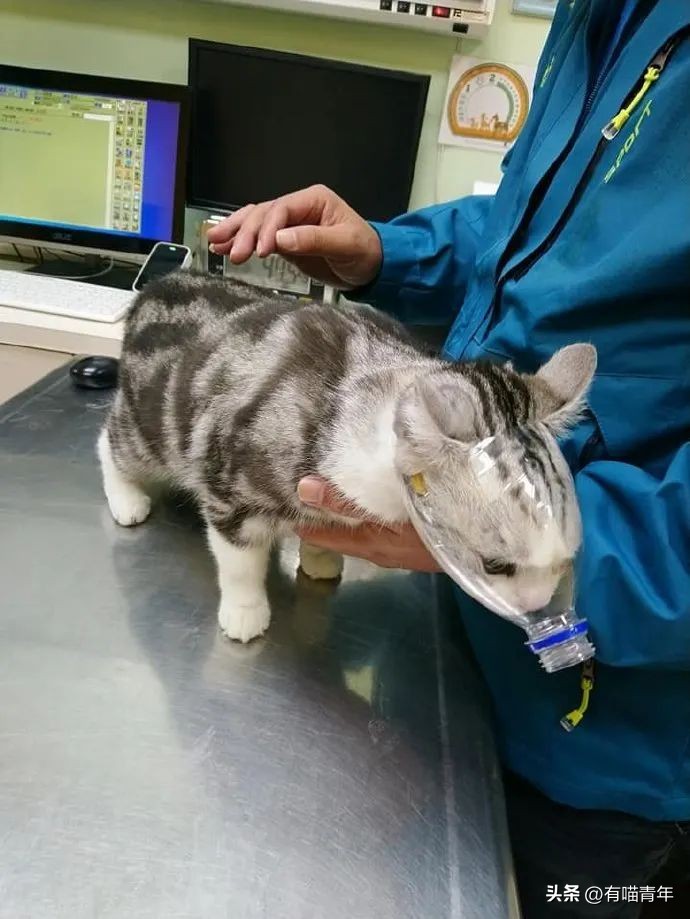 16个变态又实用的养猫妙招必看,养猫必看的100个技巧