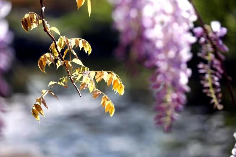 寻找最美春天｜花开四月，翻涌春日悸动！