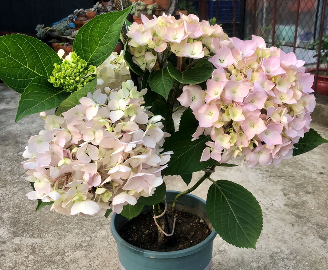 花多多是磷酸二氢钾吗,花多多2号是智商税吗