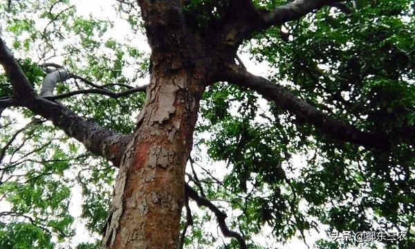 黄花梨老料一斤一万元真的假的,海南黄花梨1千块钱左右的