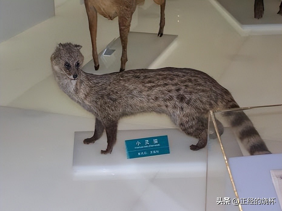 灵猫属于什么猫,长尾灵猫是猫科动物吗