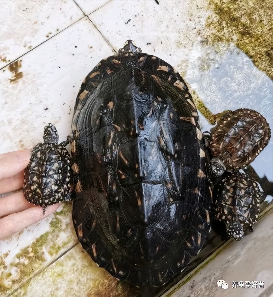 饲养大龟不欺负小龟,大龟与小龟一起养小龟会不会受伤