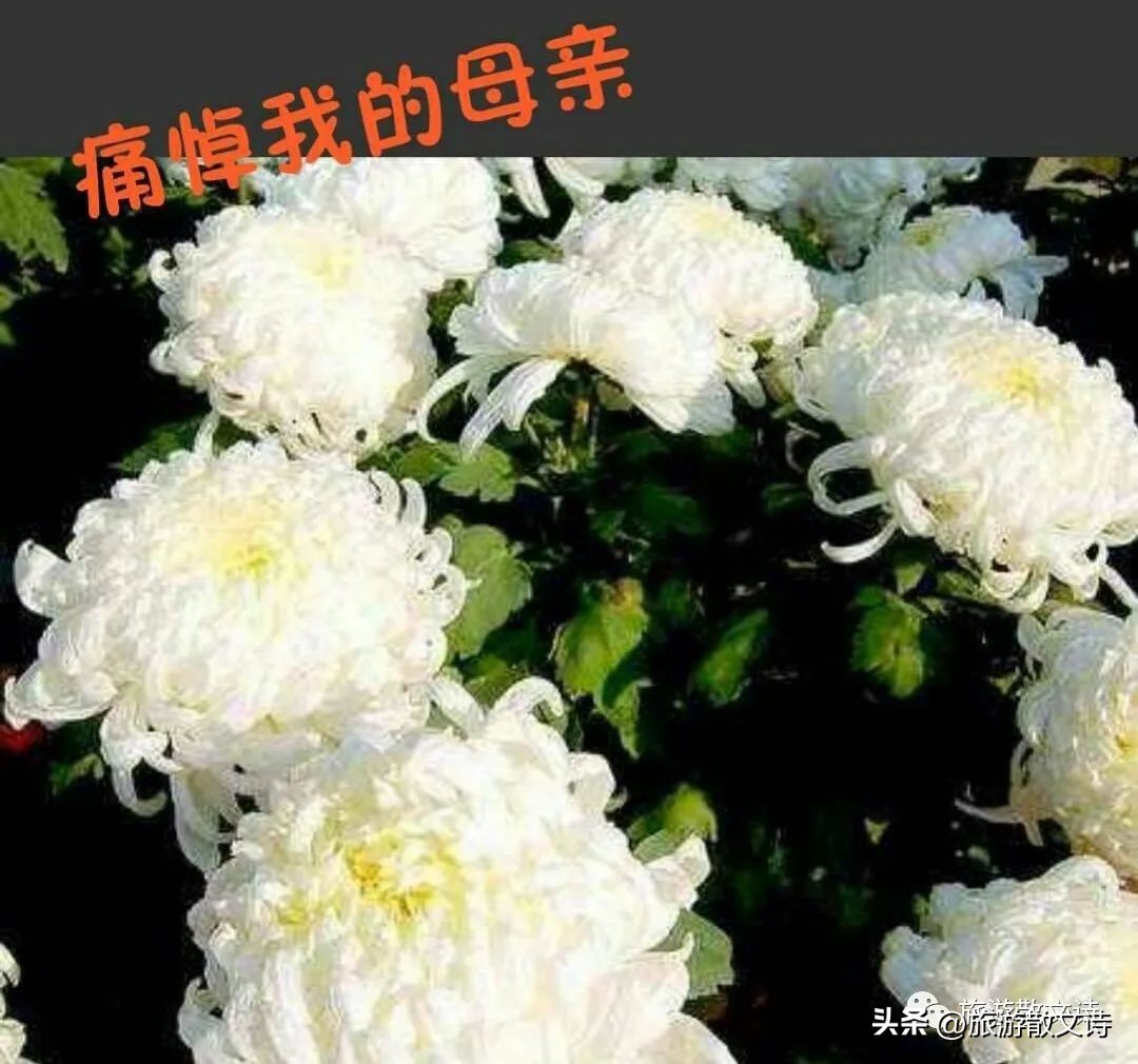 【根在芮城•春节特辑】春晓||为娘送行正月里的追思会