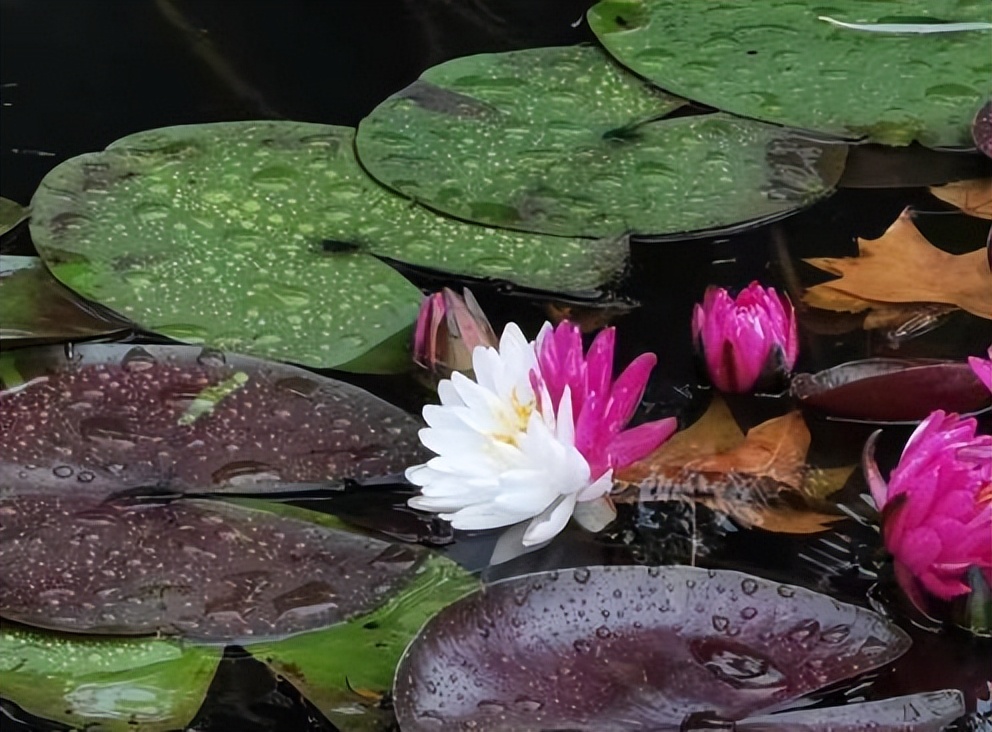 南京玄武湖的珍稀睡莲,玄武湖再现2株三色睡莲