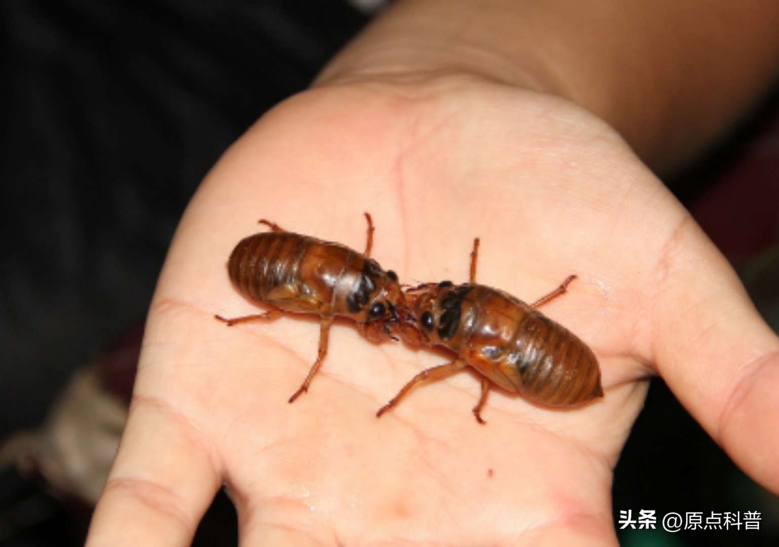 有哪些特色美食只有当地人才知道,全国各地的奇葩美食