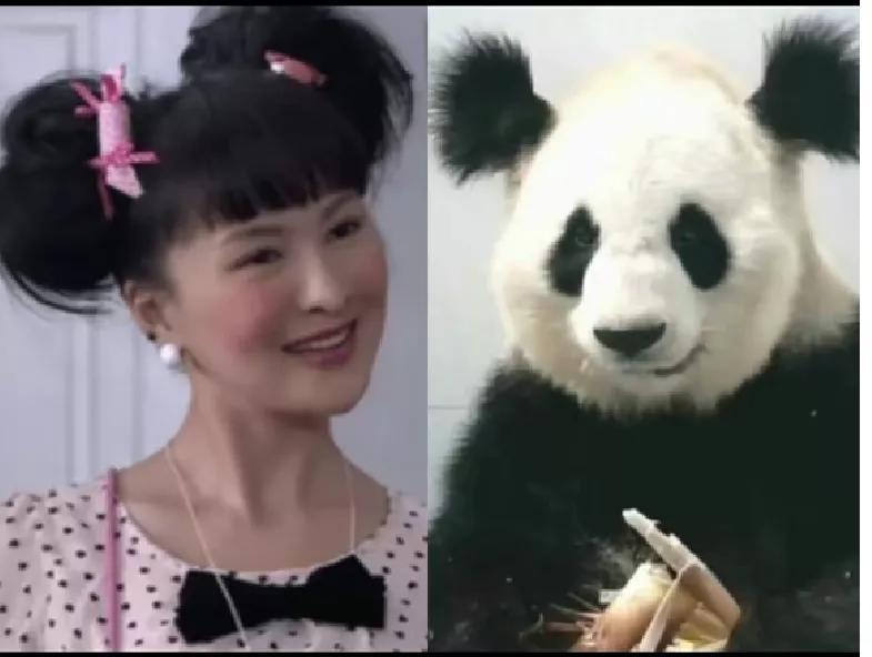 熊猫界顶流盘点,熊猫界十大顶流