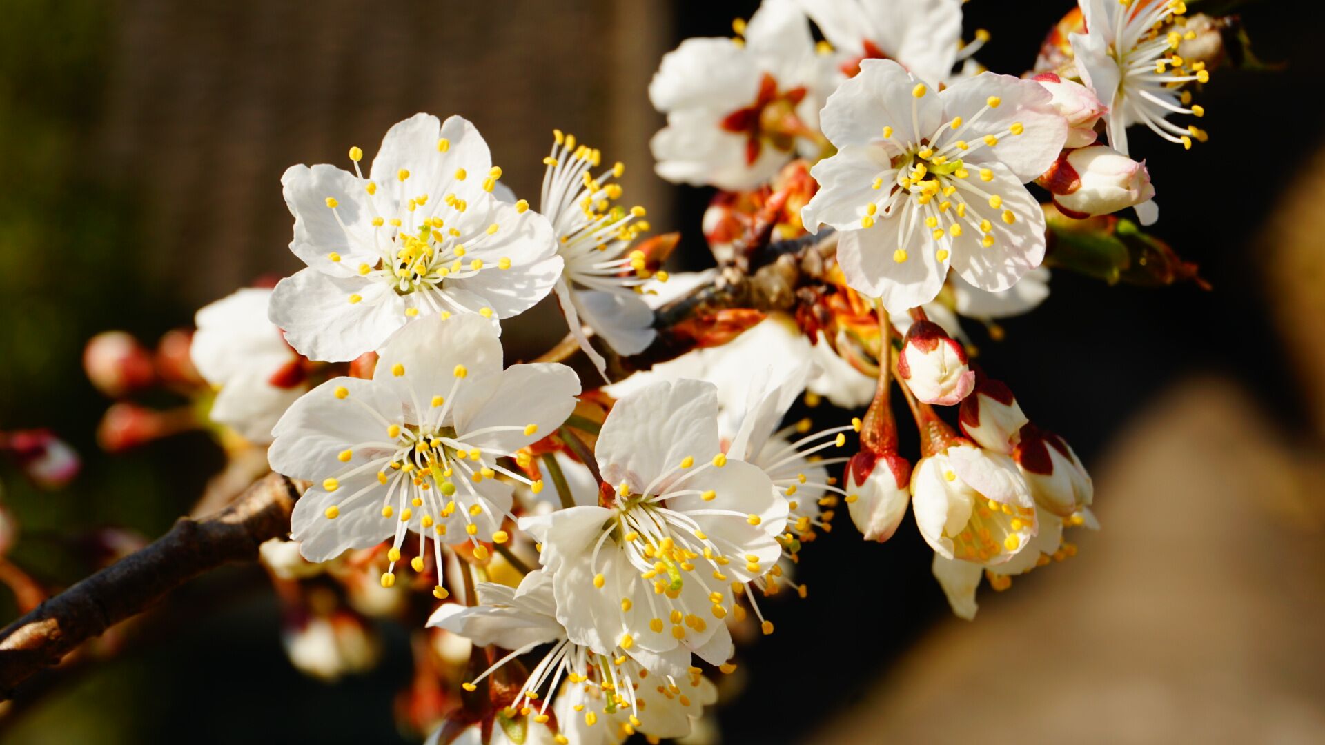 微单：SONYα6000手机：XIAOMIMIX4记录我的美好时刻