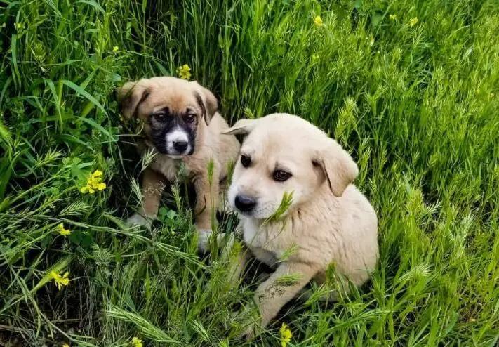 养宠知识狗狗经常流泪是什么信号,狗狗为什么有点打喷嚏呢