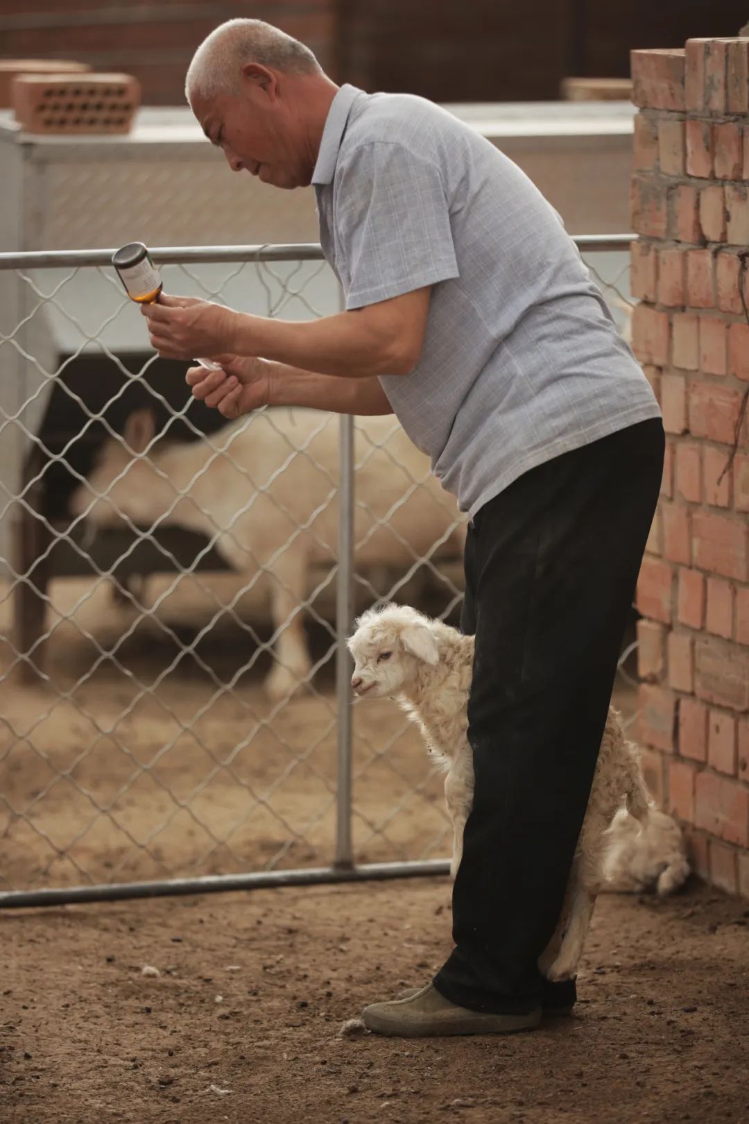 甘肃金昌的羊肉和盐池滩羊,盐池滩羊和横山羊肉