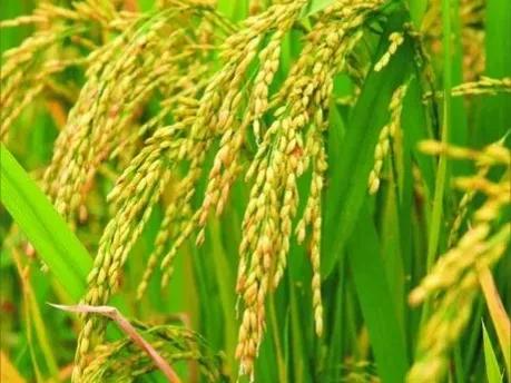 水稻是我国三大主粮之首,最早的五谷有水稻吗