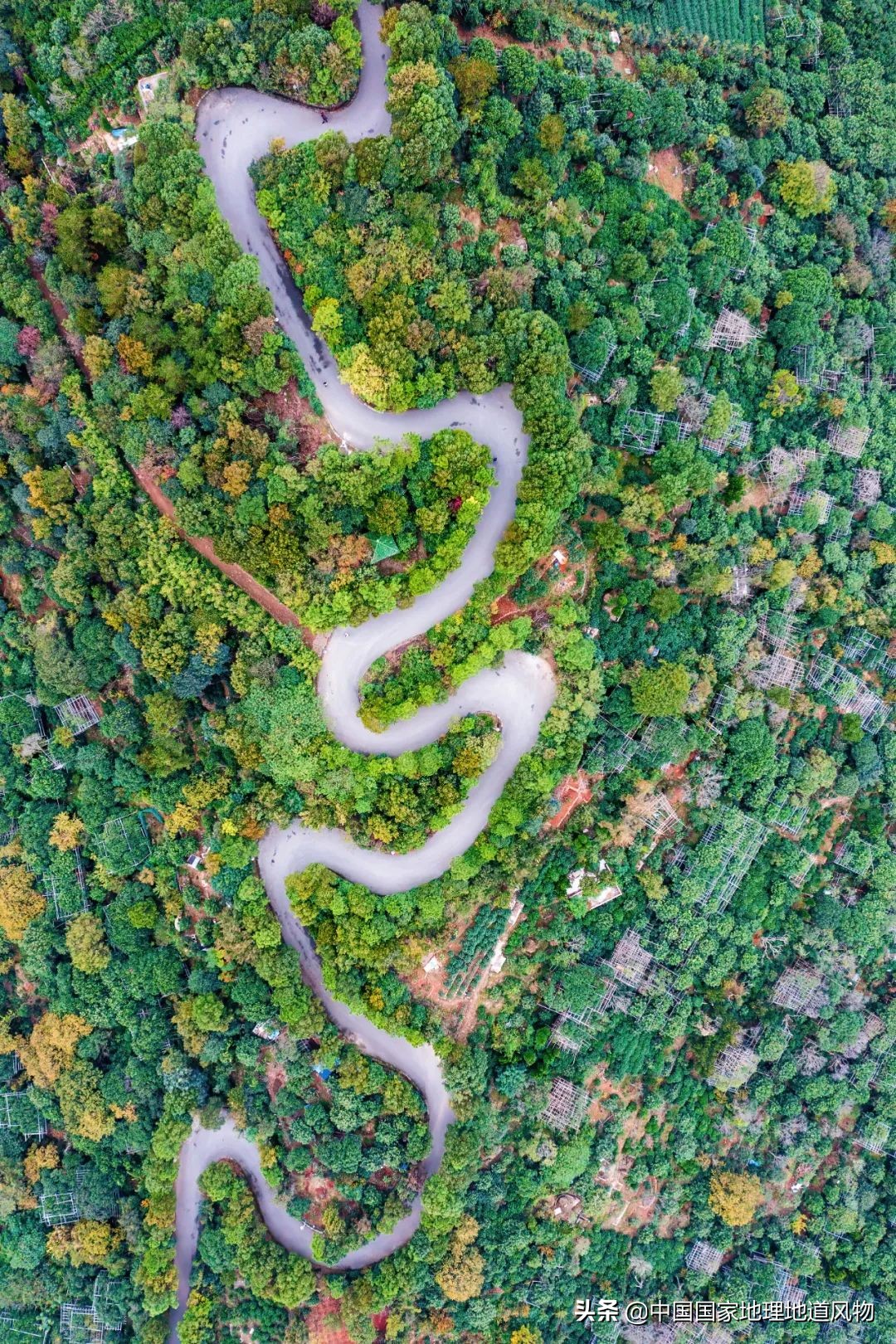 北方人认识枇杷吗,南方人有多爱嗦粉