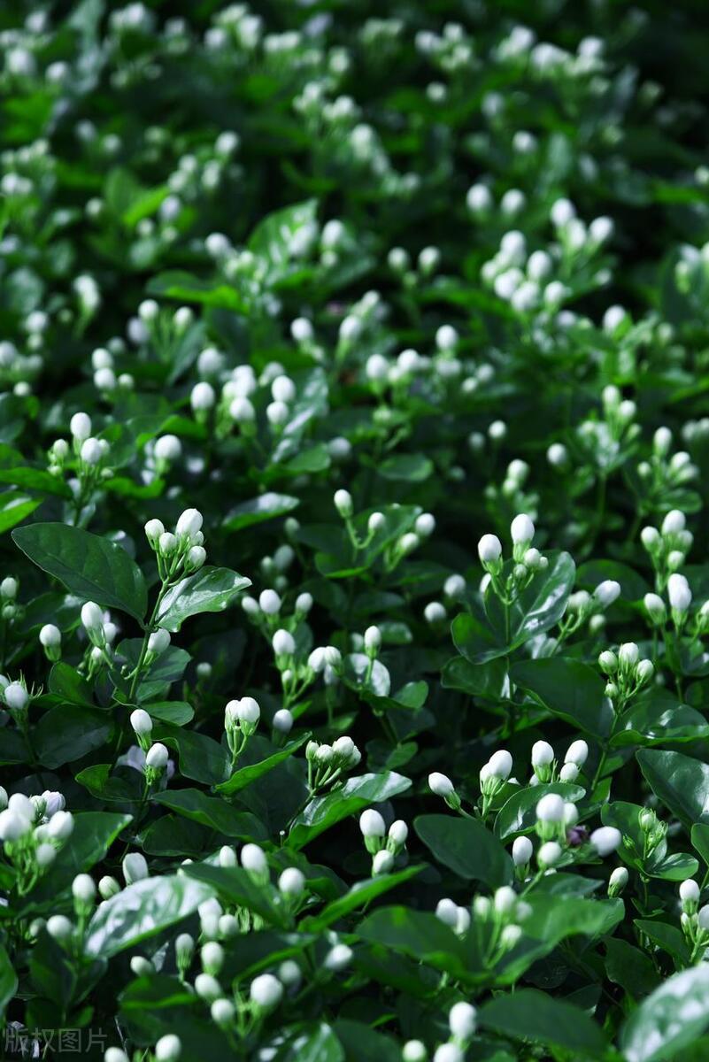 茉莉花的花苞掉光了,家里养的茉莉花为什么花开得少