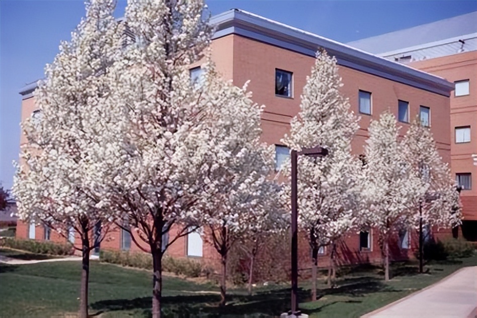 彩叶豆梨10-12公分最新报价,浙江彩叶豆梨多少钱一棵