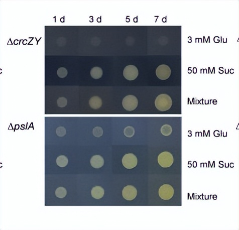 绿脓杆菌如何培养,绿脓杆菌做什么项目培养