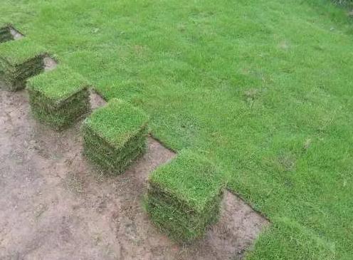 一般草坪多少钱,草坪每平方报价多少