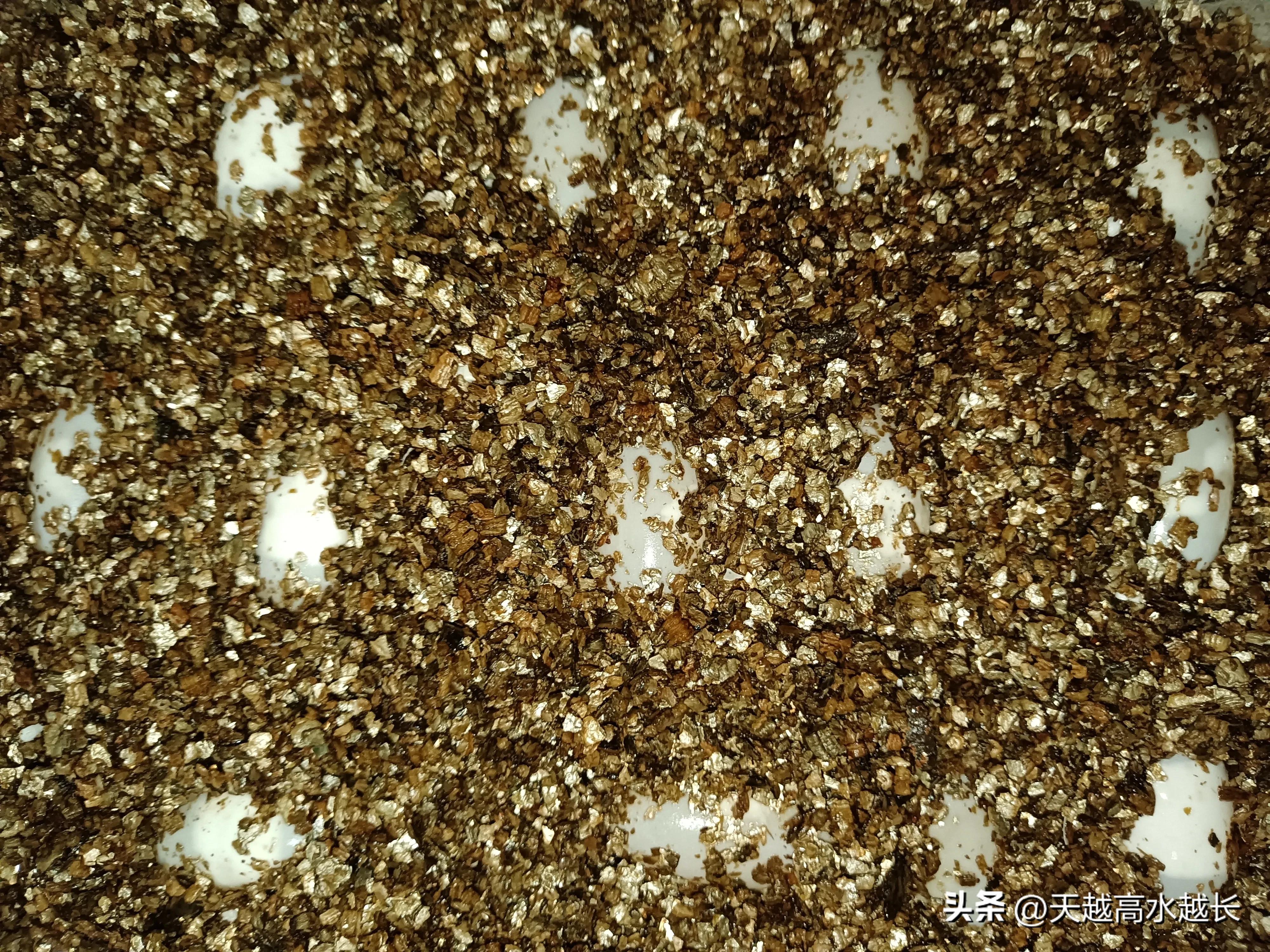 什么样的龟蛋能孵化出小龟,乌龟下的蛋怎样才能孵化成小龟