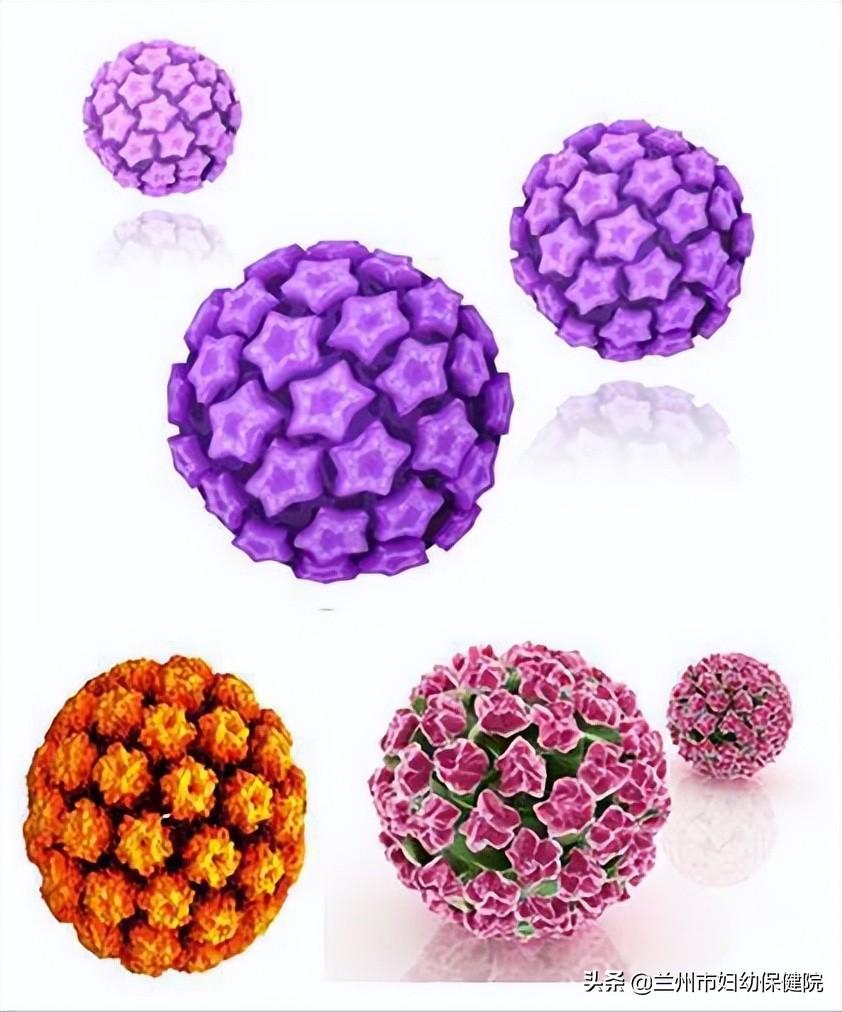 hpv科普知识ppt,hpv科普知识大全图片