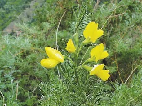 春天十种最美的花名字,花名带冬的有什么花
