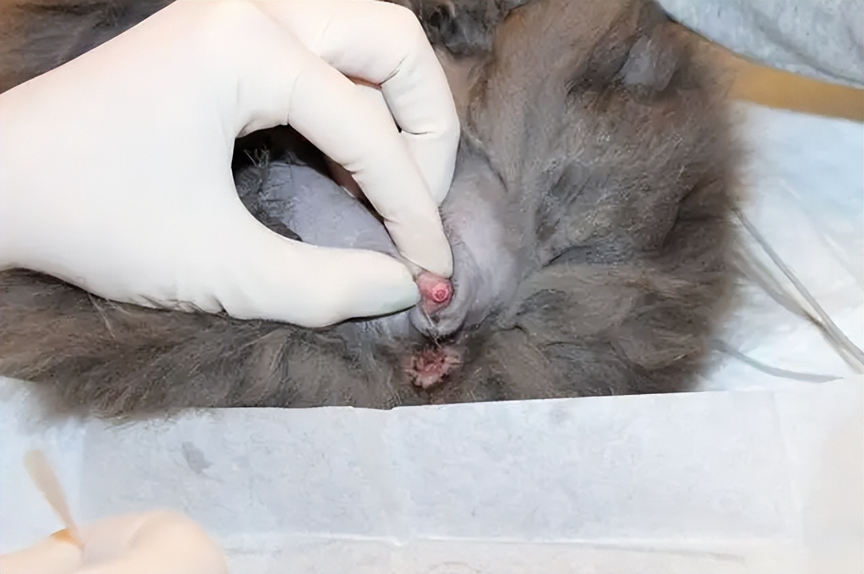 猫咪尿血医生一般怎么检查,猫咪尿血最快的药