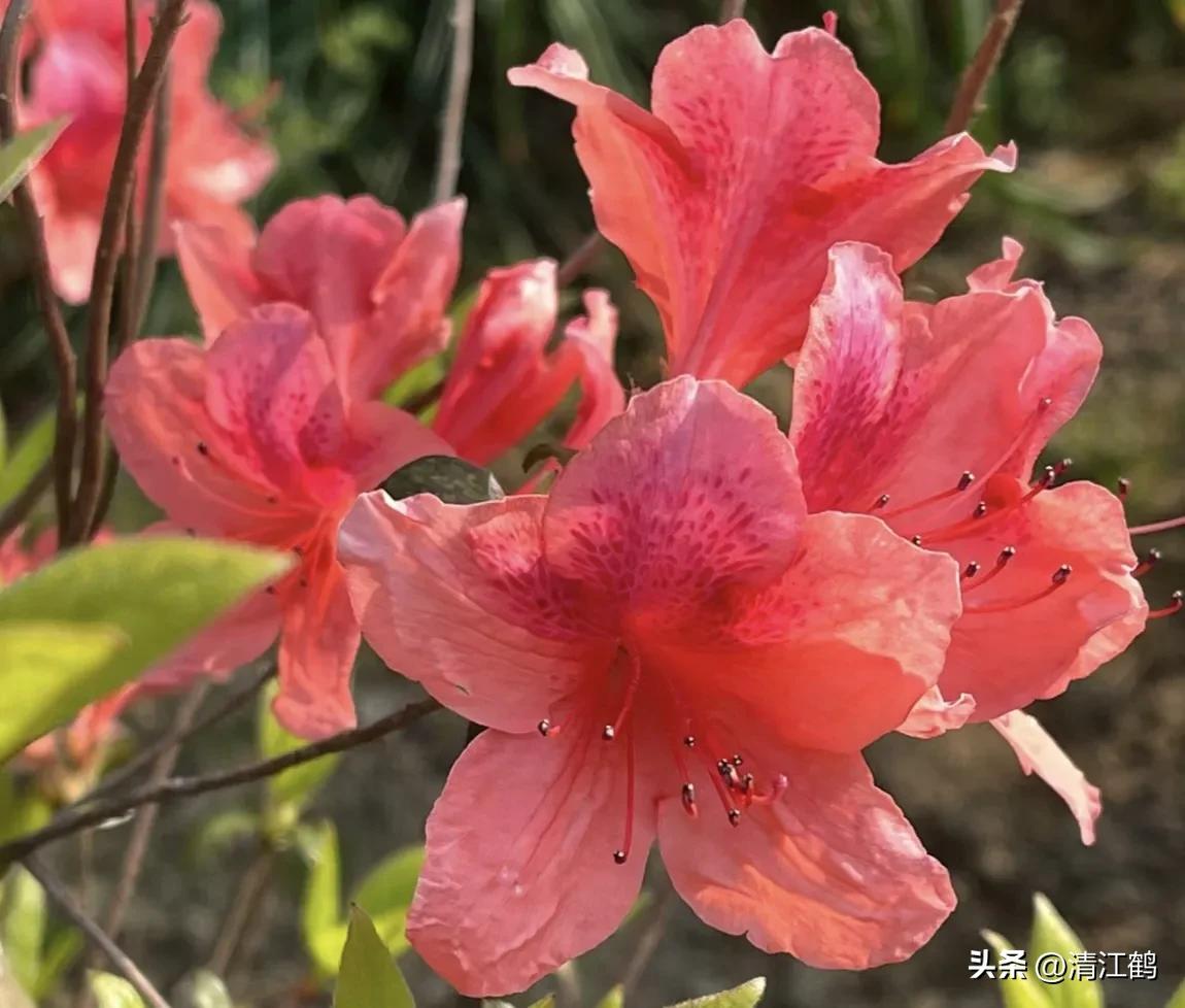 映山红扦插繁殖方法,映山红的扦插繁殖方法