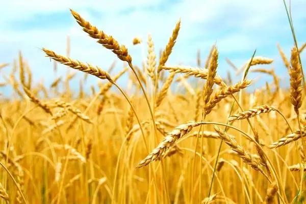 谷物大脑具备权威性吗,谷物大脑有人看过吗