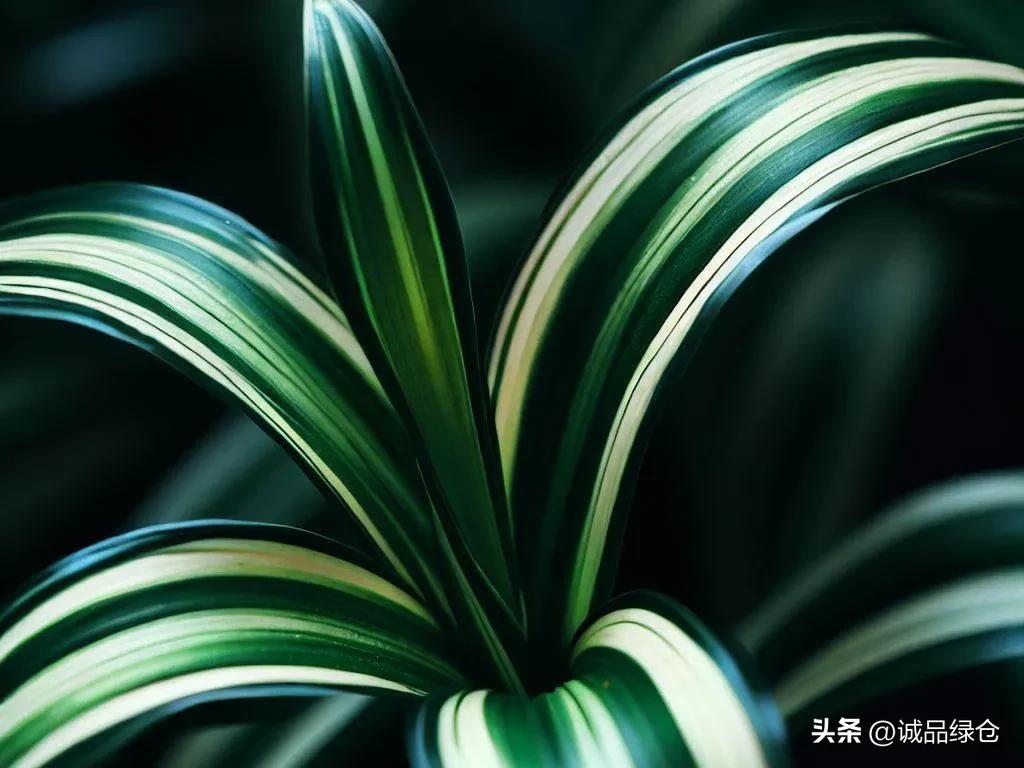 十种室内最好养的花,十种最养不死的花排行榜