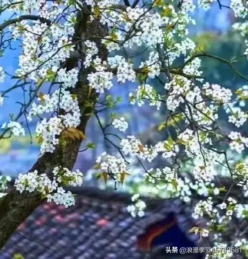 最美人间四月天散文,最美人间四月天的散文