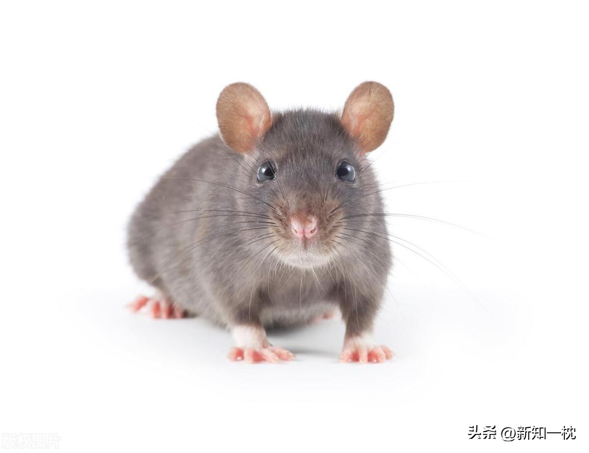 大象害怕老鼠的原因,害怕老鼠是什么原因