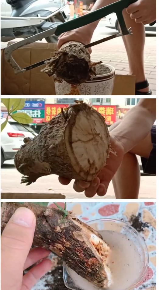 发财树病虫害图解大全,发财树都有哪些病虫害