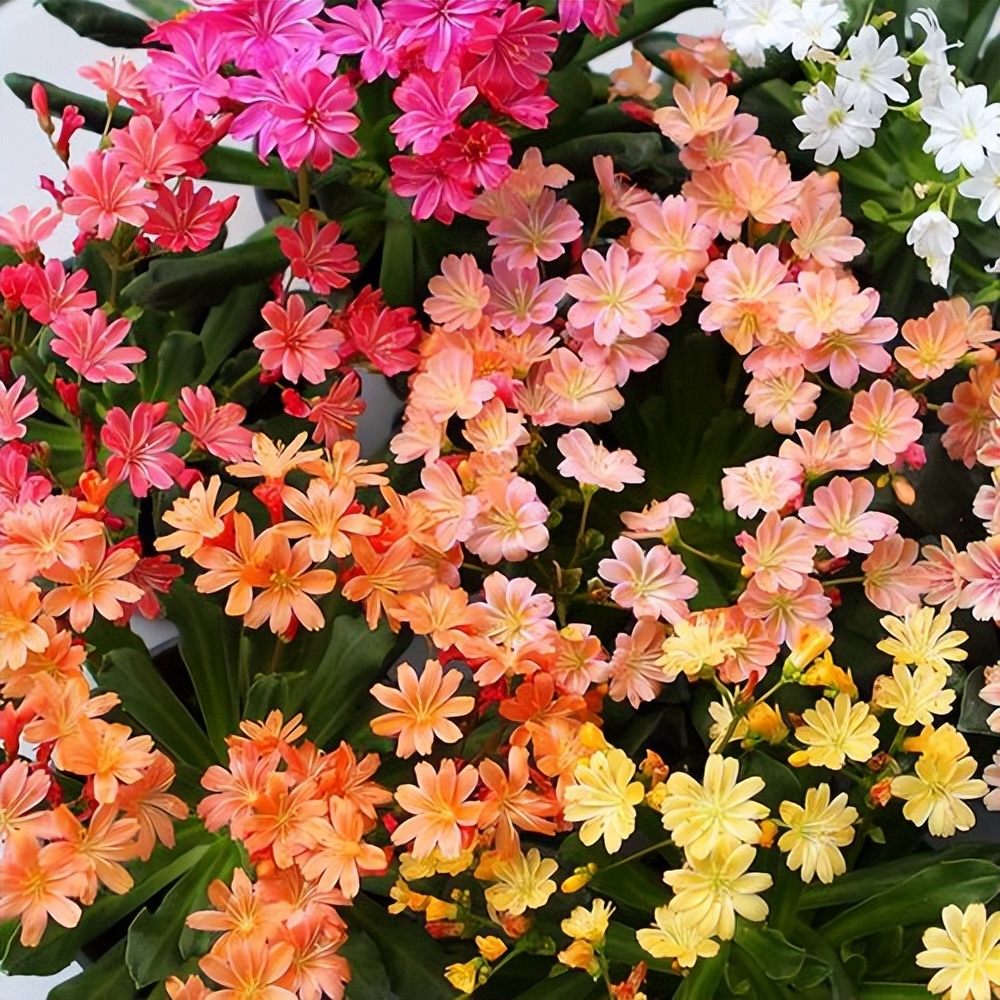 春天来了这5种花赶快扦插,春季来了养花不可少