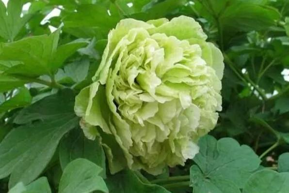 中国的国花是牡丹花吗,牡丹花世界名花