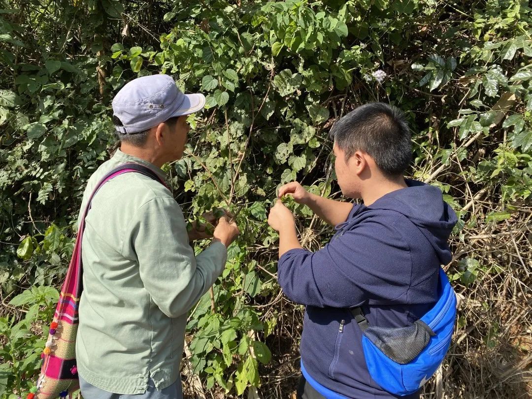 傣医药非遗文化,乐享云南非遗大理白族民居彩绘