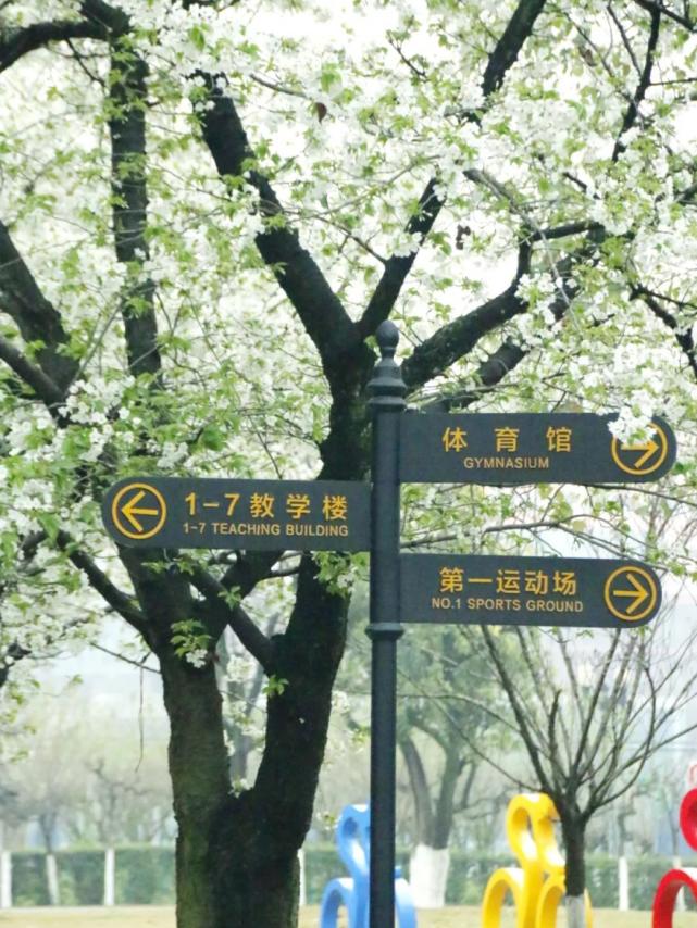 成都高校现在对外开放了吗,成都高校最新消息