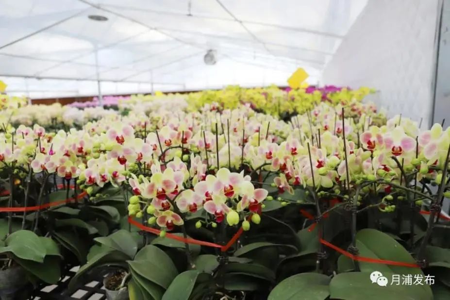 上海郊游一览表,上海郊游