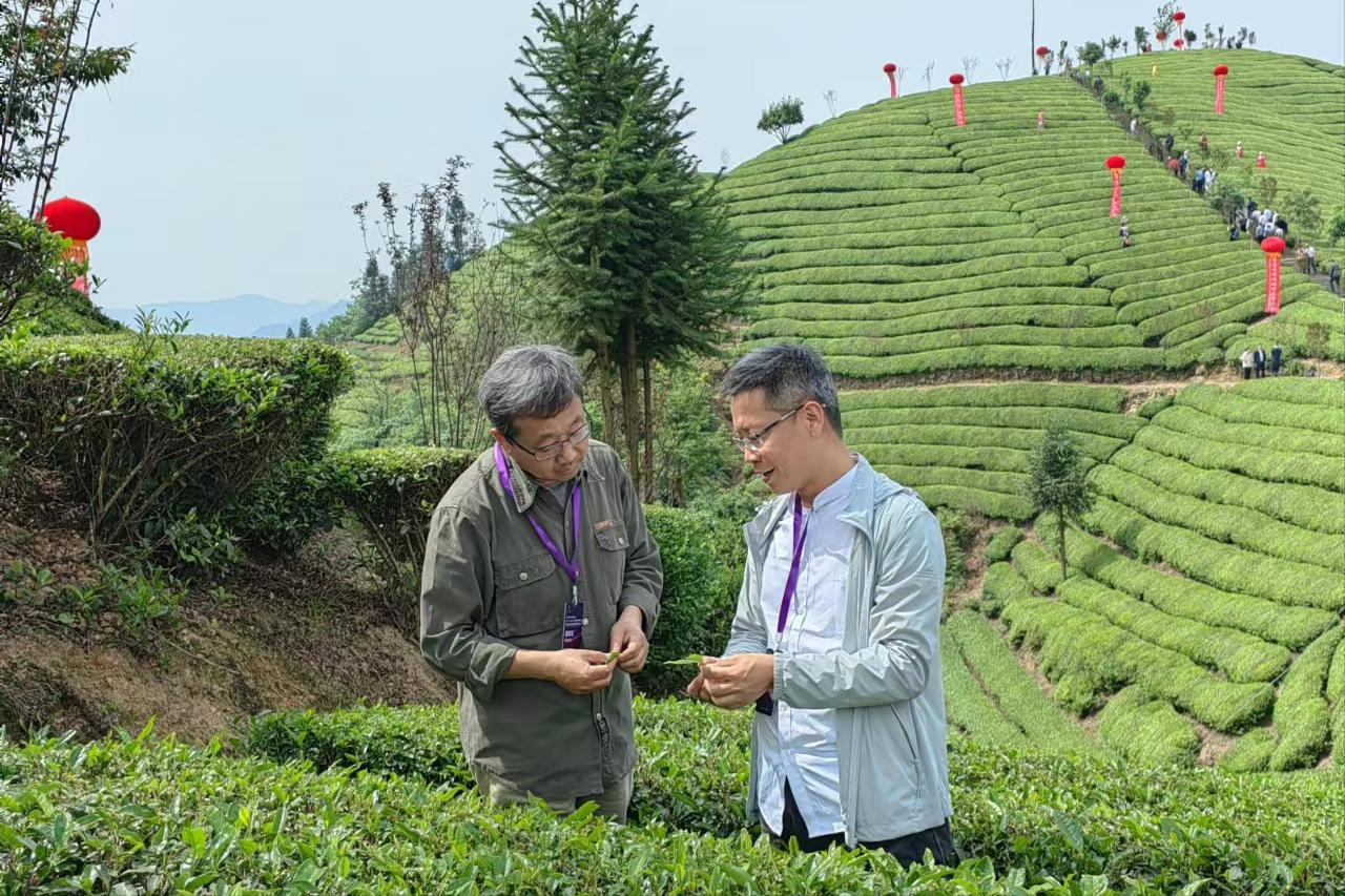 鹤峰走马葛仙米价格,鹤峰特产葛仙米怎么吃