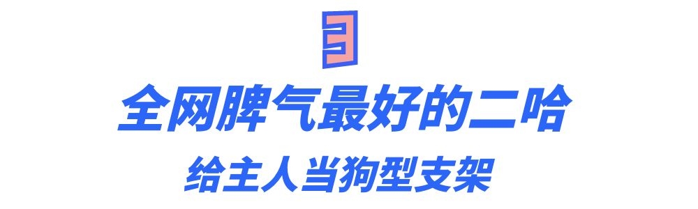 全网最听话的奥斯卡二哈,一只被主人逼疯的二哈奥斯卡