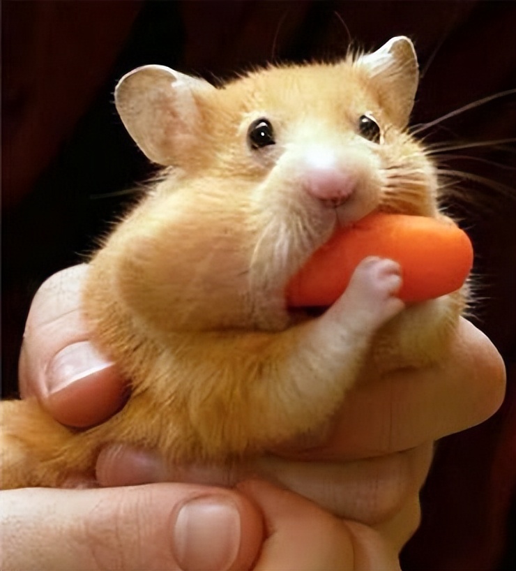 仓鼠生产后注意事项,购买仓鼠的注意事项