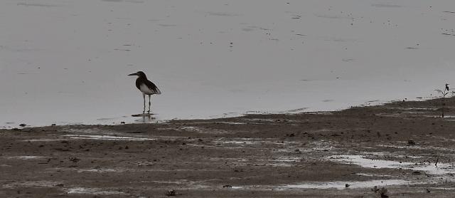 最震撼的红树林,最不真实的红树林