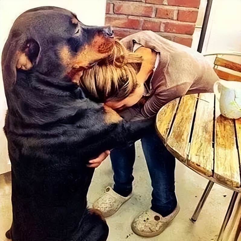 12种最适合懒人养的狗狗泰迪,适合女生养的狗泰迪缺点