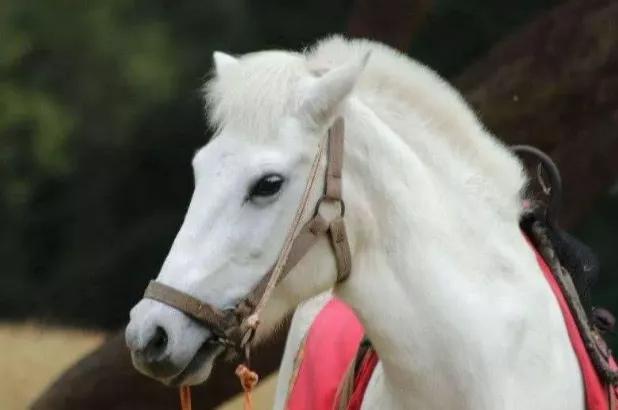 再见白龙马,无相白龙马