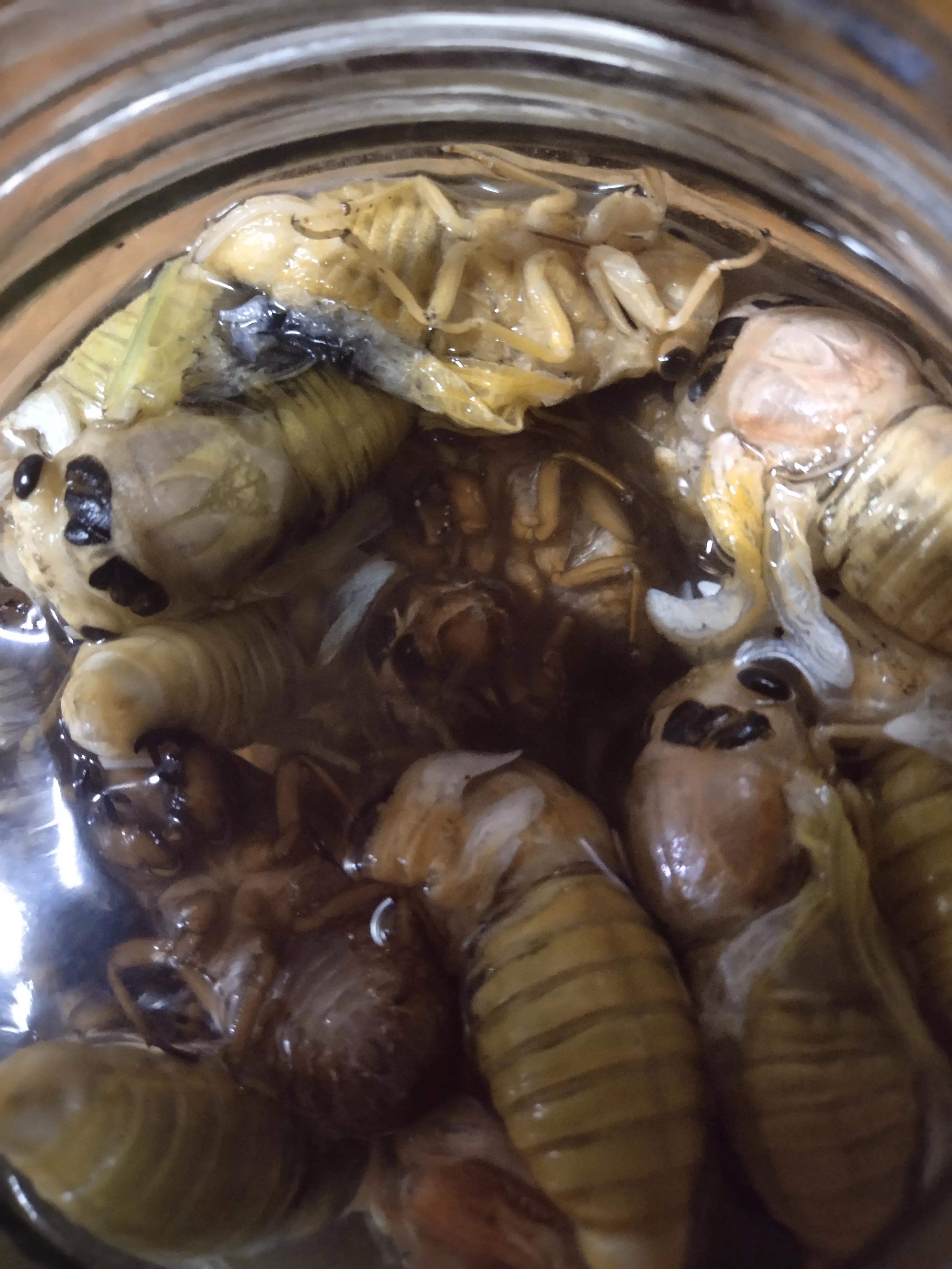 体验儿时找知了猴的乐趣,逮知了猴