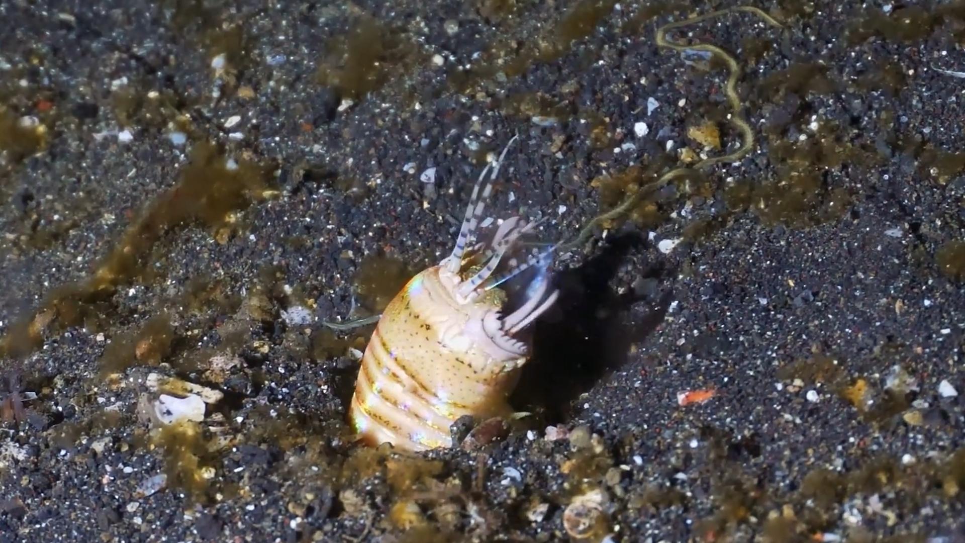 博比特虫遭遇人类袭击,巨型博比特虫