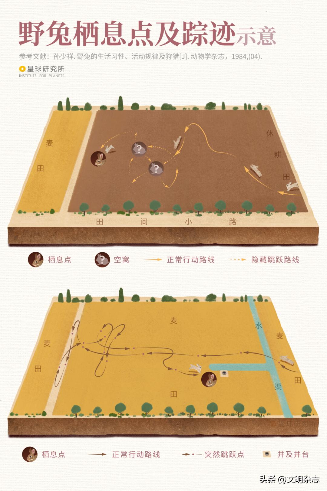 兔子来阳台,兔子来到新家