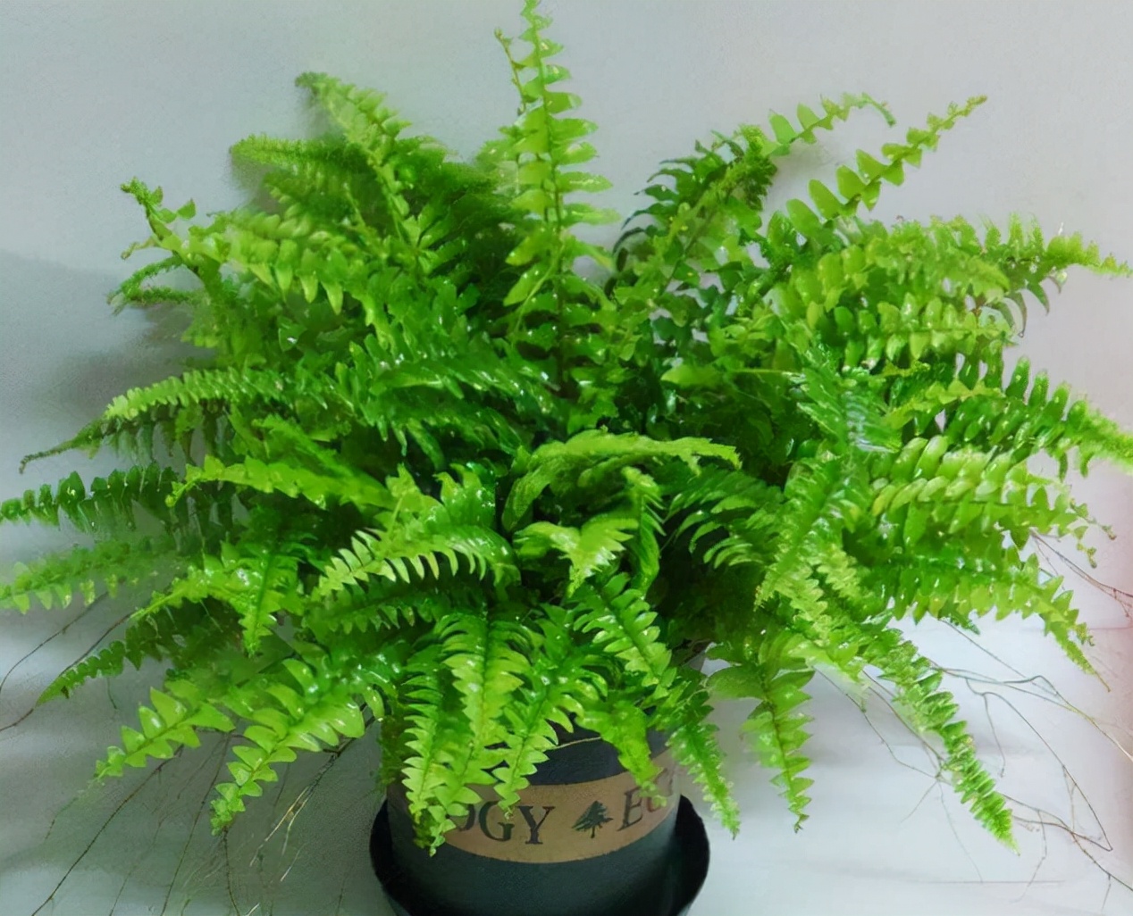 6种花适合养在卫生间吸潮气,家里有卫生间一定要养一盆