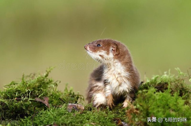 臭屁王吃西瓜,臭屁王偷吃