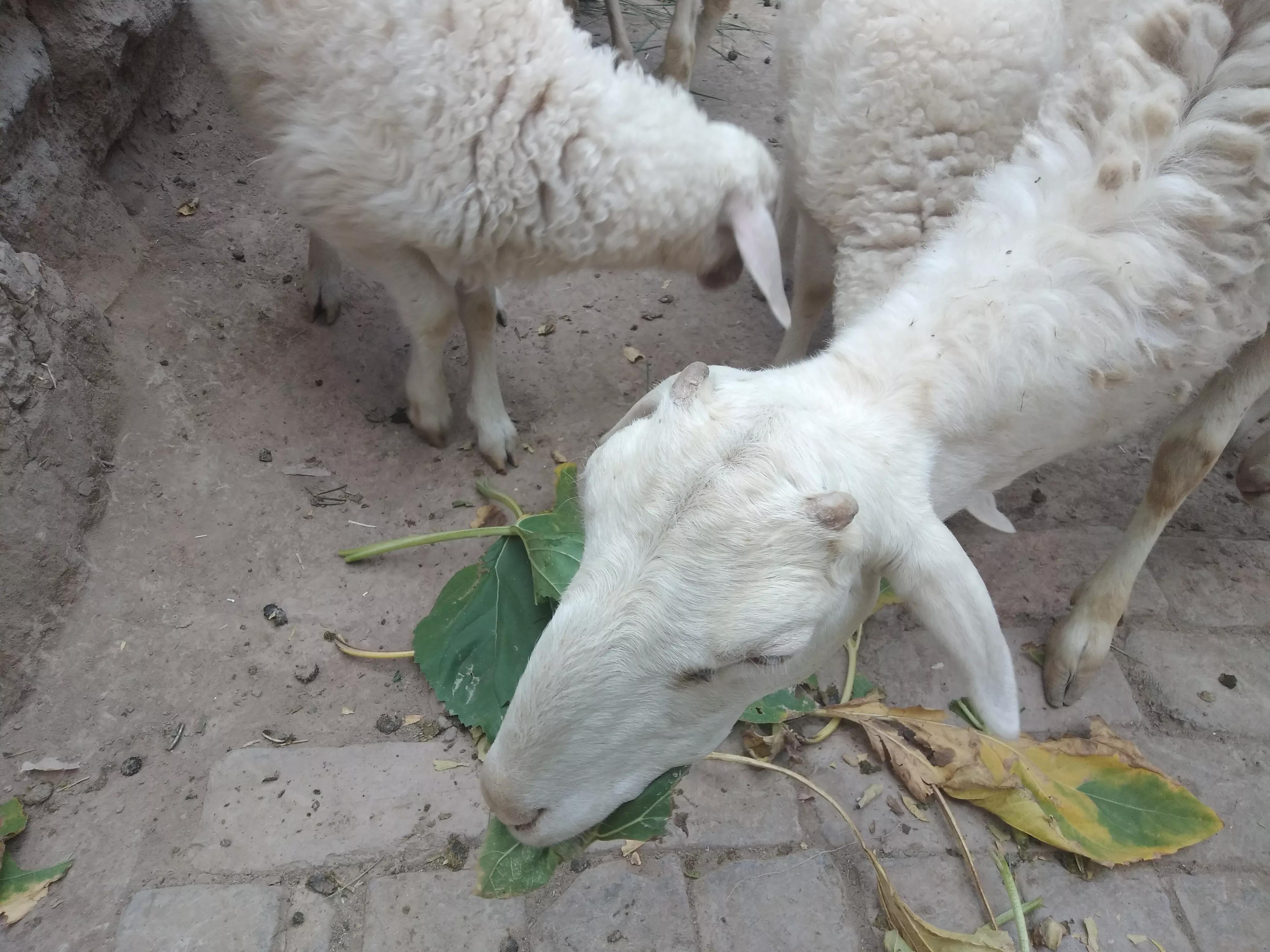 配羊养殖技术,配育肥羊饲料怎么配的